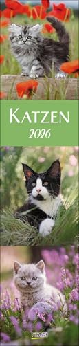 Katzen Langplaner 2026: Langplaner von Korsch Verlag