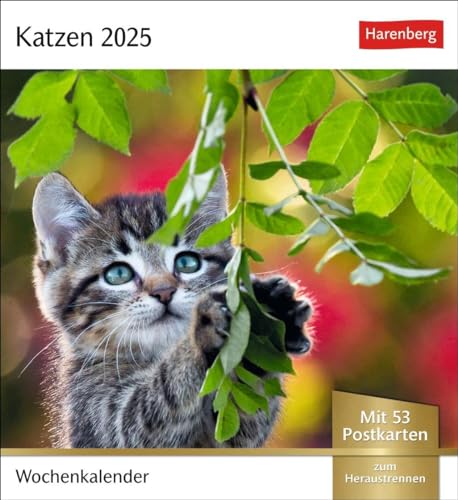 Katzen Postkartenkalender 2025 - Wochenkalender mit 53 Postkarten: Jede Woche ein süßes Kätzchen im Postkarten-Fotokalender. Tischkalender für ... zum Aufhängen (Postkartenkalender Harenberg) von Harenberg