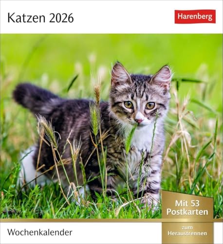 Katzen Postkartenkalender 2026 - Wochenkalender mit 53 Postkarten: Jede Woche ein süßes Kätzchen im Postkarten-Fotokalender. Tischkalender für ... Sammeln und Verschicken. Auch zum Aufhängen von Harenberg