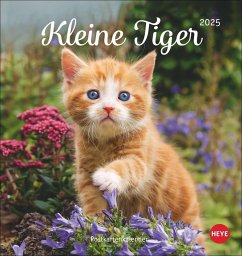 Katzen Postkartenkalender Kleine Tiger 2025 von Heye / Heye Kalender