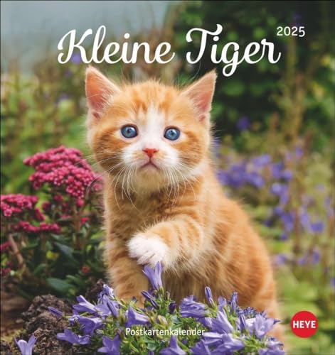 Katzen Postkartenkalender Kleine Tiger 2025: Entzückende Katzenkinder in einem kleinen Kalender zum Aufhängen oder Aufstellen. Tierischer ... für Katzenfans. (Postkartenkalender Heye)
