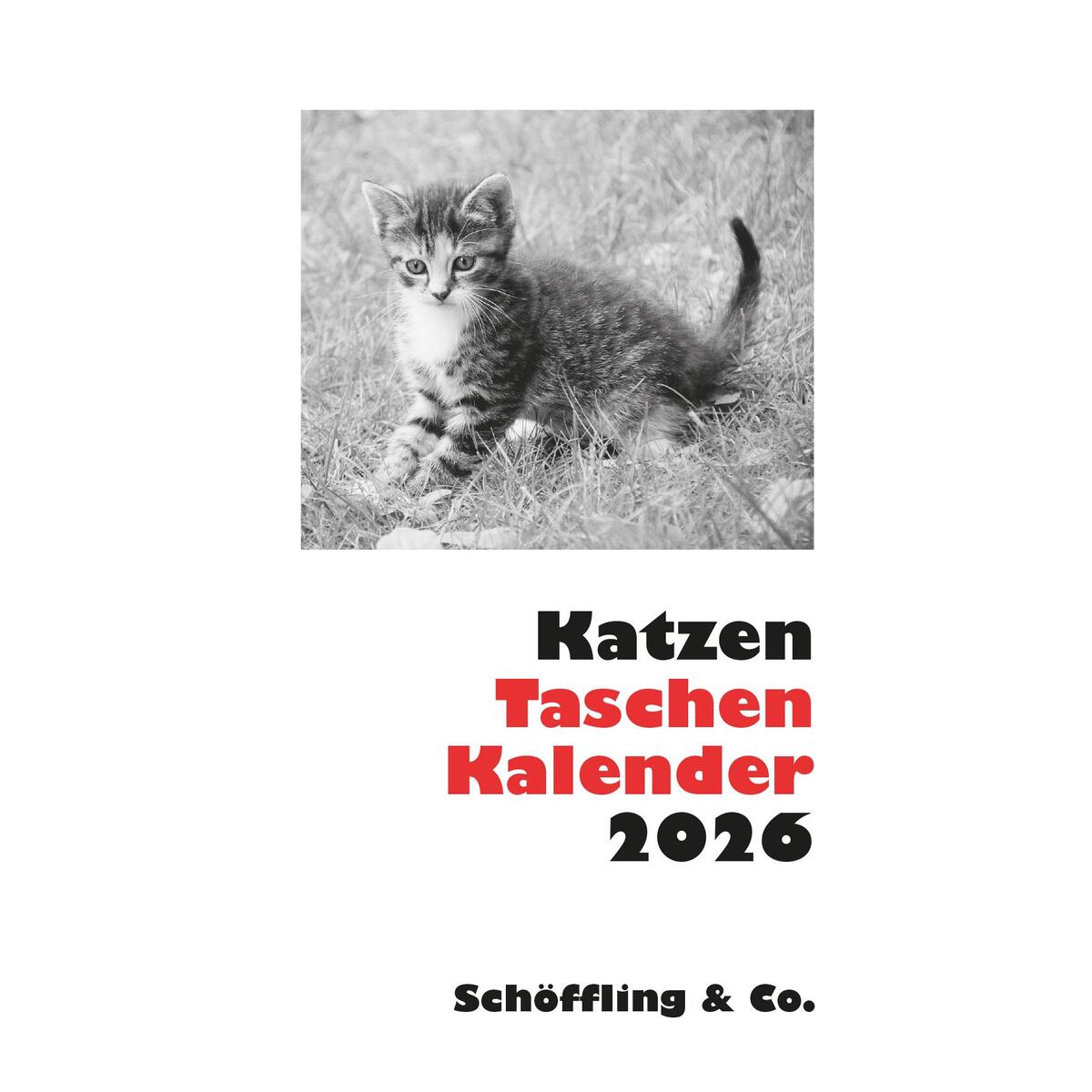 Katzen Taschenkalender 2026 von Schoeffling + Co.