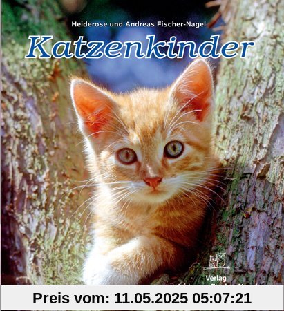 Katzenkinder Katzenkinder