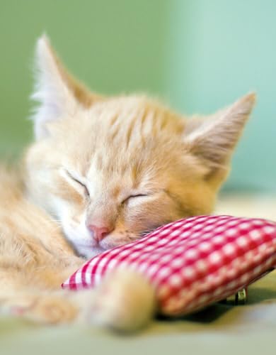 Kitten: Blankbook (Blankbook (RB906)) von Tushita