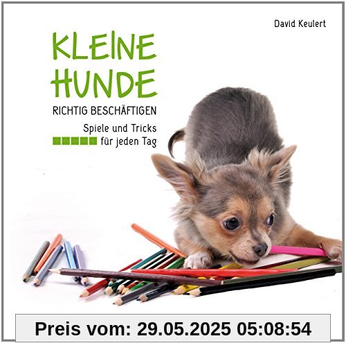 Kleine Hunde richtig beschäftigen: Spiele und Tricks für jeden Tag