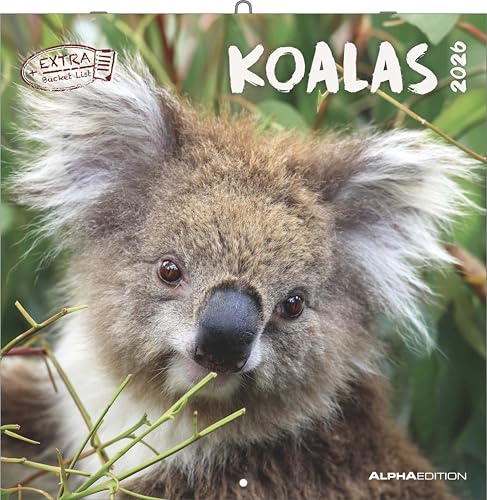 Koalas 2026 - Broschürenkalender 30x30 cm (30x60 geöffnet) - Kalender mit Platz für Notizen - koala bears - Bildkalender - Wandplaner - Bärenkalender von ALPHA EDITION
