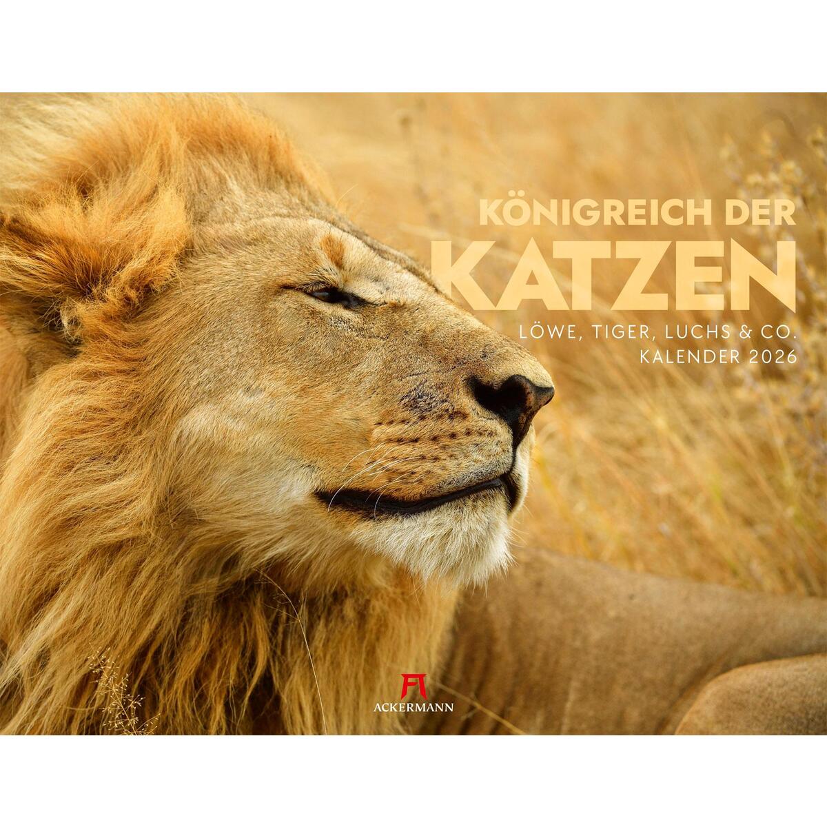 Königreich der Katzen Kalender 2026 Königreich der Katzen Kalender 2026 von Ackermann Kunstverlag