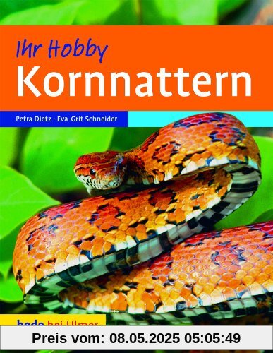 Kornnattern