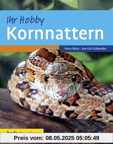 Kornnattern