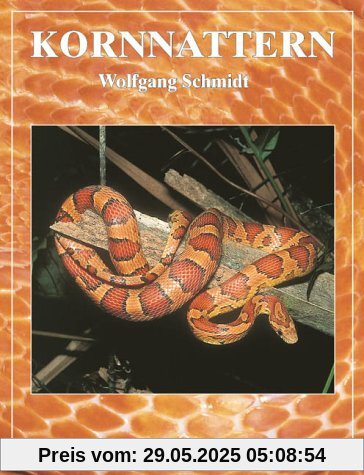 Kornnattern Kornnattern