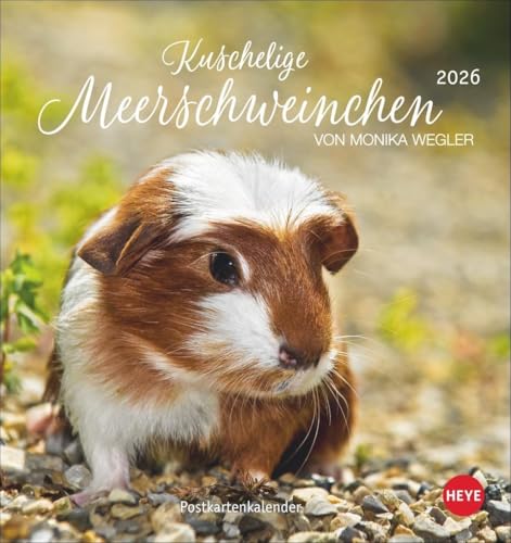 Kuschelige Meerschweinchen Postkartenkalender 2026: von Monika Wegler. Kleiner Kalender mit Porträts der putzigen Nager. Jeden Monat eine neue Postkarte aus dem Fotokalender. (Postkartenkalender Heye) Kuschelige Meerschweinchen Postkartenkalender 2026: von Monika Wegler. Kleiner Kalender mit Porträts der putzigen Nager. Jeden Monat eine neue Postkarte aus dem Fotokalender. (Postkartenkalender Heye) von Heye
