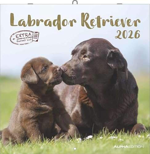 Labrador Retriever 2026 - Broschürenkalender 30x30 cm (30x60 geöffnet) - Kalender mit Platz für Notizen - Dachshund - Bildkalender - Wandplaner - Dackelkalender: Dachshund von ALPHA EDITION