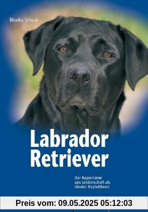 Labrador Retriever: Der Apportierer aus Leidenschaft als idealer Begleithund