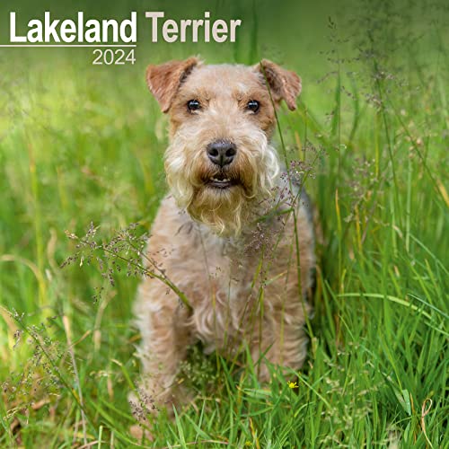 Lakeland Terrier Calendar 2024 Square Dog Breed Wall Calendar - 16 Month von AVONSIDE