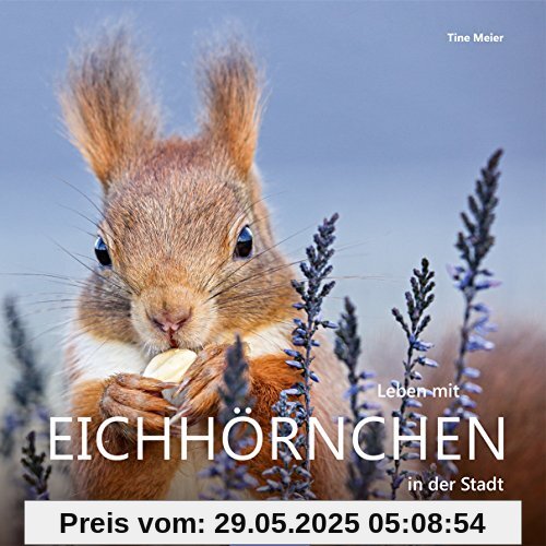 Leben mit Eichhörnchen in der Stadt