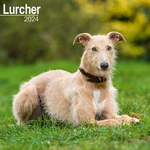 Lurcher Calendar 2024 Square Dog Breed Wall Calendar - 16 Month
