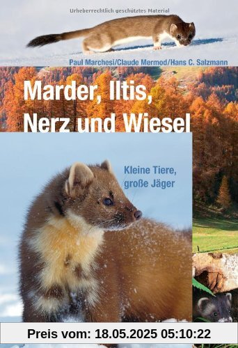 Marder, Iltis, Nerz und Wiesel: Kleine Tiere, große Jäger