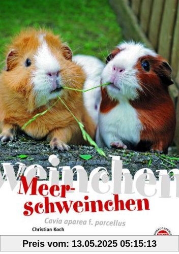 Meerschweinchen: Cavia aperea f. porcellus