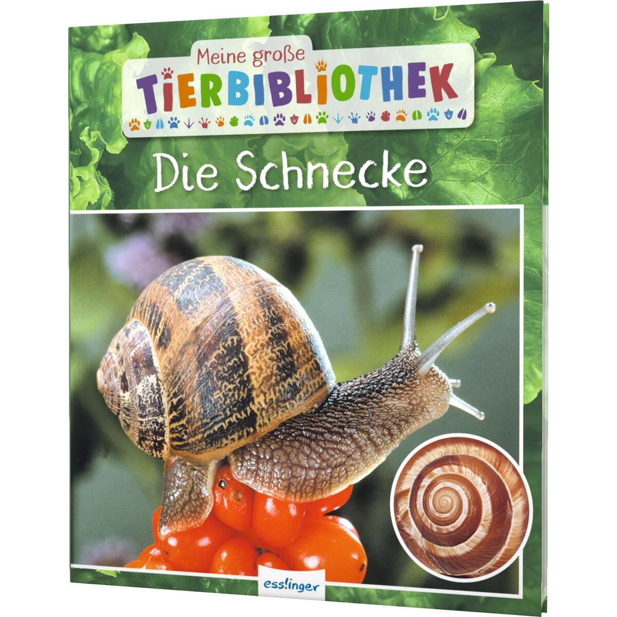 Meine große Tierbibliothek: Die Schnecke von Esslinger Verlag