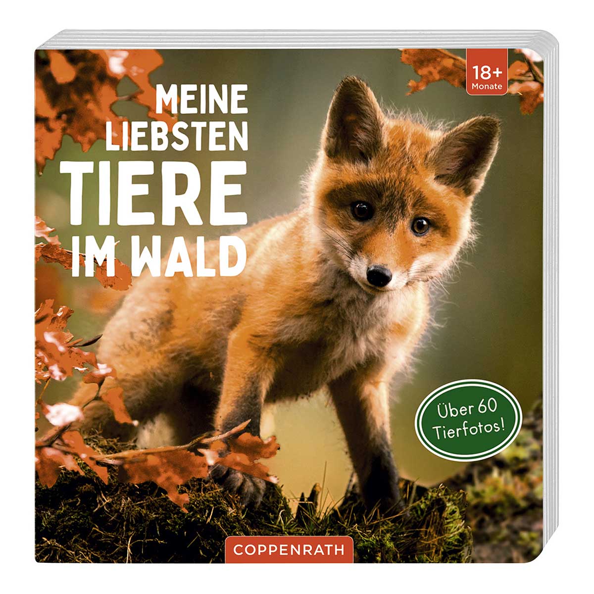Meine liebsten Tiere im Wald von Coppenrath