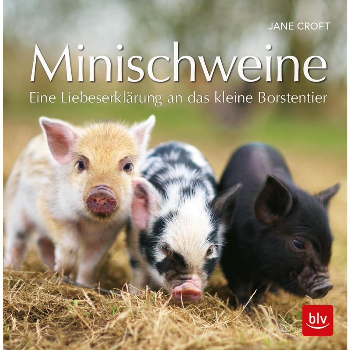 Minischweine Minischweine von Blv