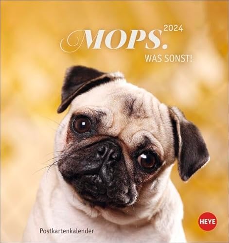 Mops Postkartenkalender 2024. Die kleinen Hunde in einem Postkarten-Fotokalender porträtiert. Kleiner Kalender zum Aufstellen oder Aufhängen für Hundefreunde. von Heye