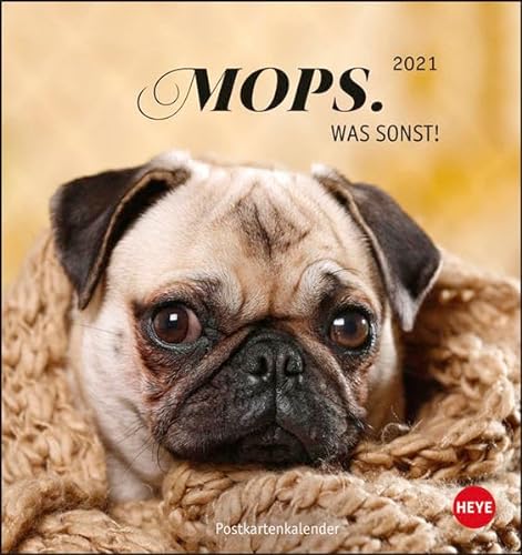 Mops Postkartenkalender 2021 - Kalender mit perforierten Postkarten - zum Aufstellen und Aufhängen - mit Monatskalendarium - Format 16 x 17 cm von Heye