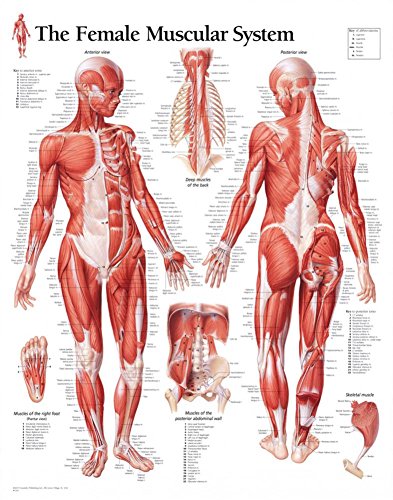 Muscular System Female Chart: Wall Chart von Scientific Publishing