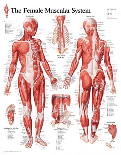 Muscular System Female Chart: Wall Chart