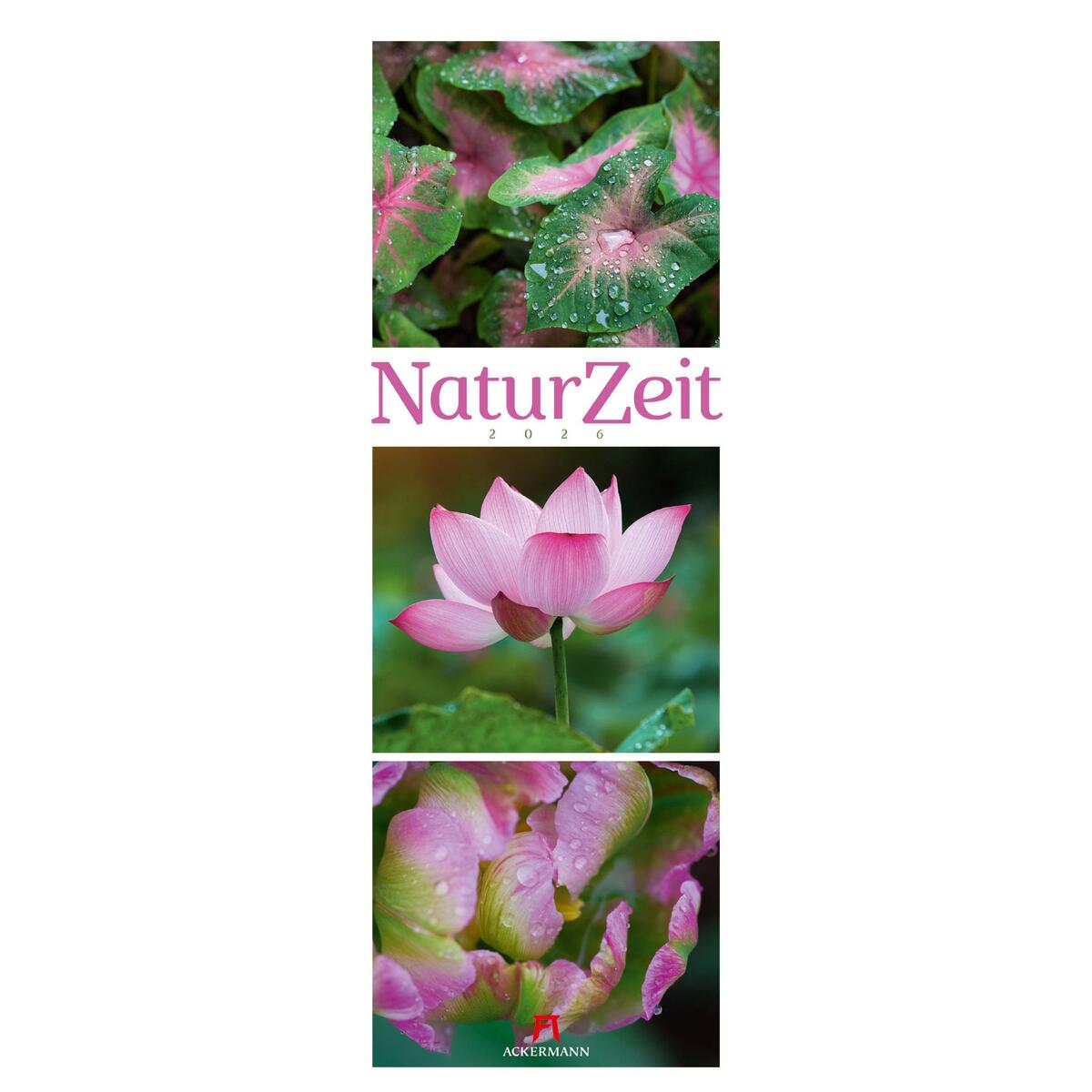 NaturZeit Triplet-Kalender 2026 NaturZeit Triplet-Kalender 2026 von Ackermann Kunstverlag