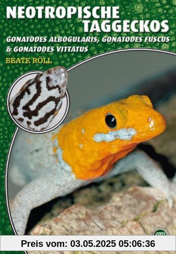 Neotropische Taggeckos: Gonatodes albogularis, Gonatodes fuscus & Gonatodes vittatus