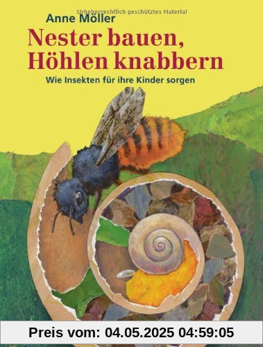 Nester bauen, Höhlen knabbern: Wie Insekten für ihre Kinder sorgen