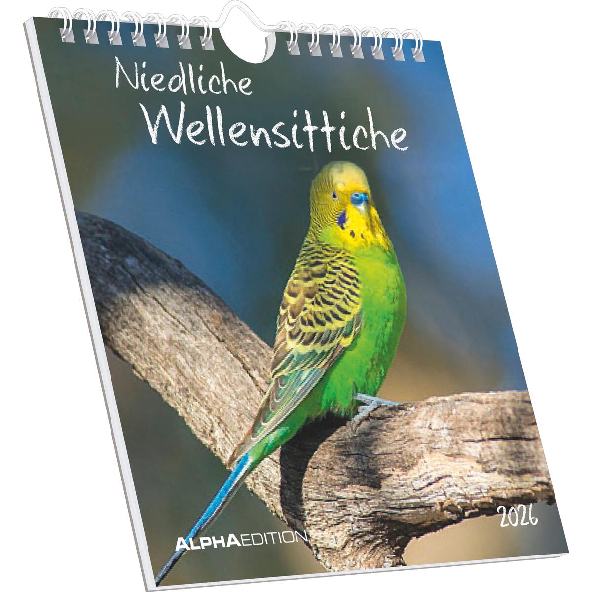 Niedliche Wellensittiche 2026 - Postkartenkalender 16x17 cm - Budgies - zum Aufs... von Neumann Verlage GmbH & Co