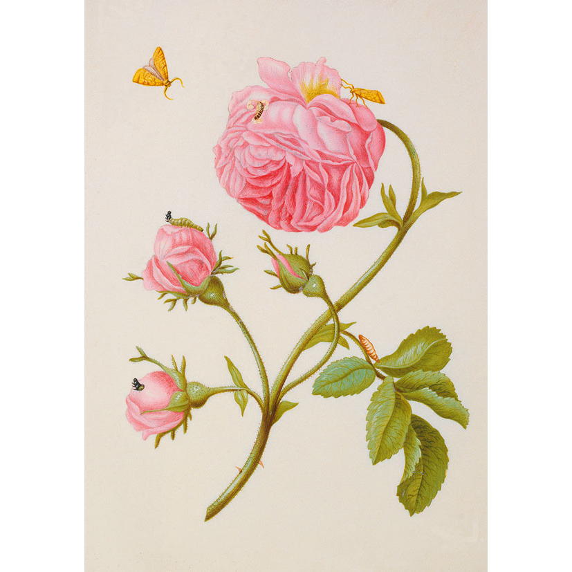 Notizbuch Denk-mal-an »Rose Merian« Notizbuch Denk-mal-an »Rose Merian« von Monumente Publikationen