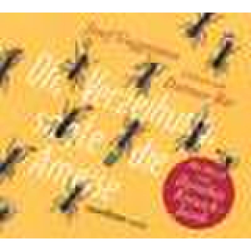 Oh Verzeihung sagte die Ameise | 38 Gedichte und Lieder