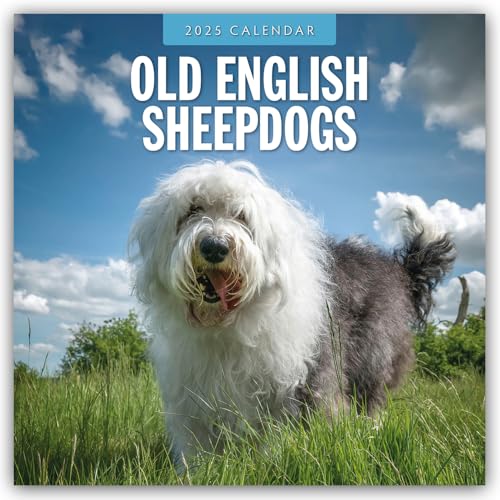 Old English Sheepdogs – Bobtail 2025 – 16-Monatskalender: Original Red Robin Publishing Ltd-Kalender [Mehrsprachig] [Kalender] (Wall-Kalender)