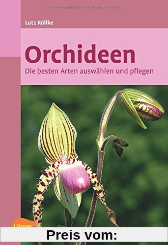 Orchideen: Die besten Arten auswählen und pflegen