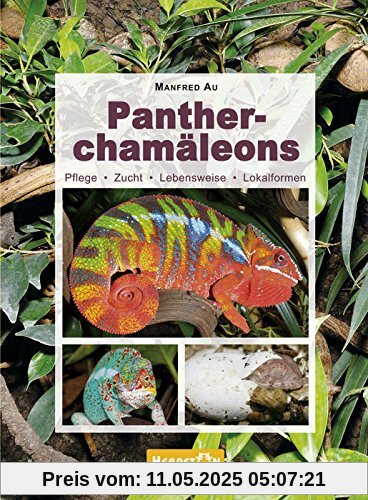 Pantherchamäleons: Pflege, Zucht, Lebensweise, Lokalformen Pantherchamäleons: Pflege, Zucht, Lebensweise, Lokalformen