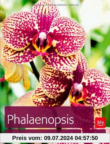 Phalaenopsis: Die schönsten Sorten - die beste Pflege