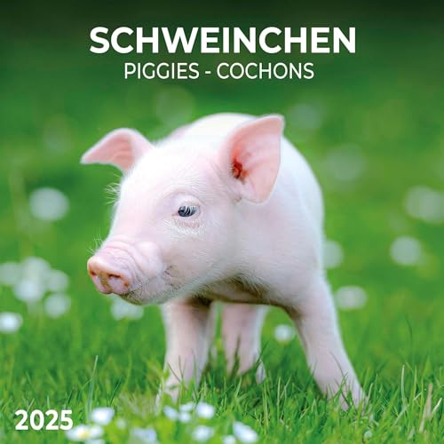 Piggies/Schweinchen 2025: Kalender 2025 (Artwork Edition)