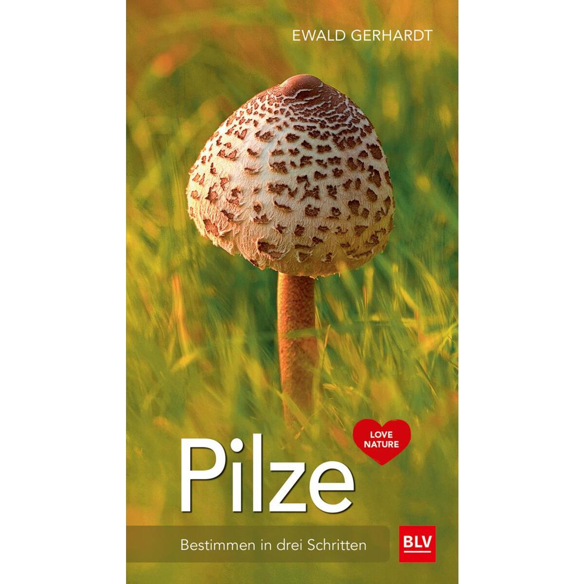 Pilze von Blv