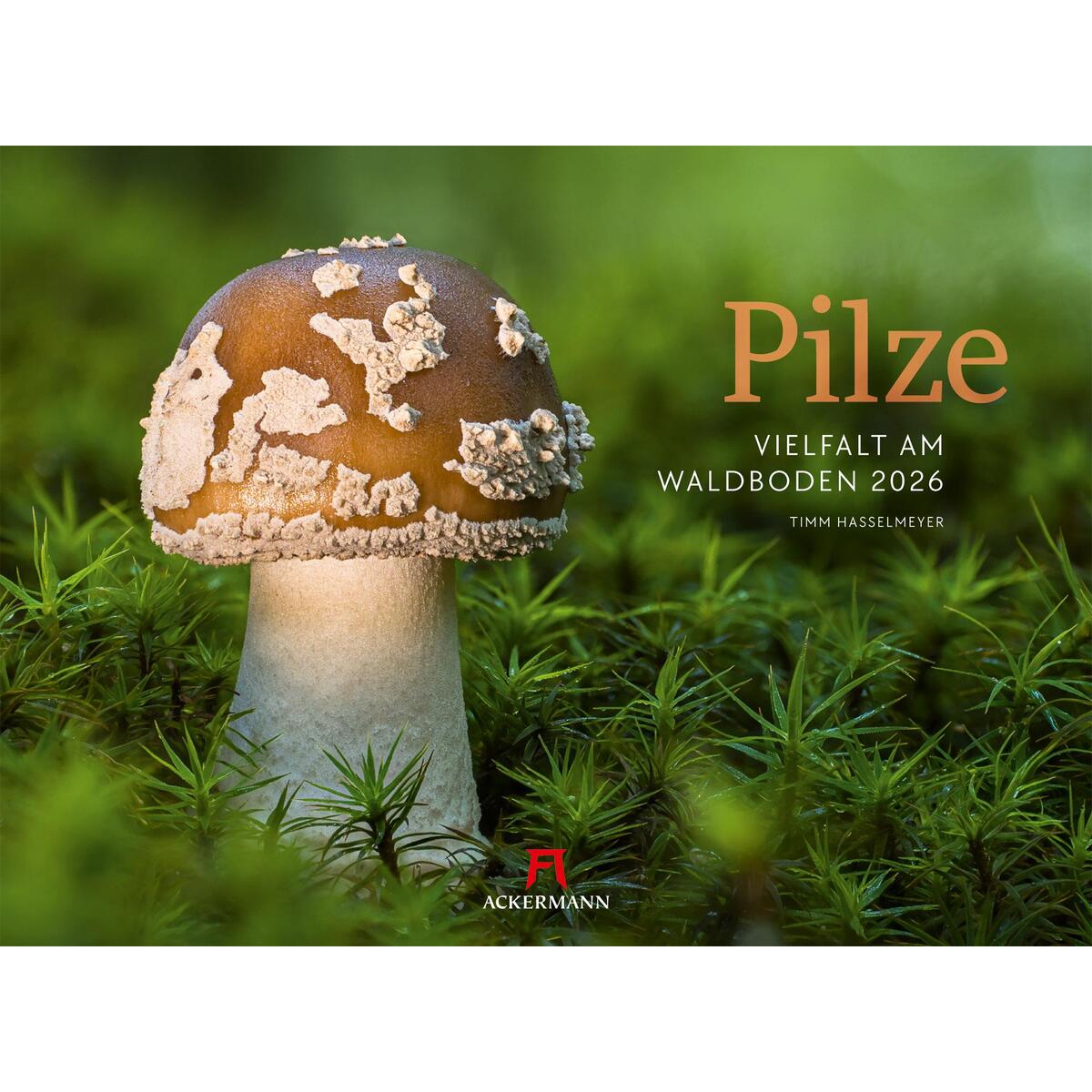 Pilze Kalender 2026 Pilze Kalender 2026 von Ackermann Kunstverlag