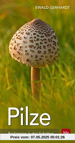 Pilze: Bestimmen in drei Schritten Pilze: Bestimmen in drei Schritten