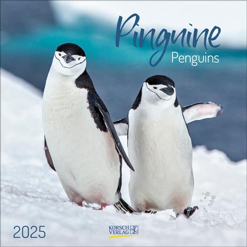 Pinguine 2025: Broschürenkalender mit Ferienterminen. 30 x 30 cm - Wandkalender von Korsch Verlag