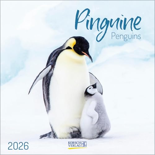 Pinguine 2026: Broschürenkalender mit Ferienterminen. 30 x 30 cm - Wandkalender von Korsch Verlag