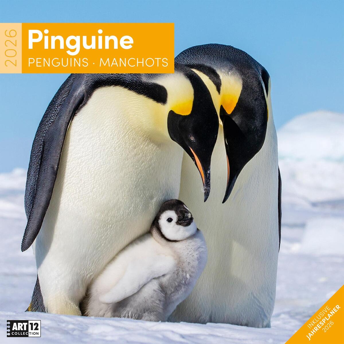 Pinguine Kalender 2026 - 30x30 Pinguine Kalender 2026 - 30x30 von Ackermann Kunstverlag
