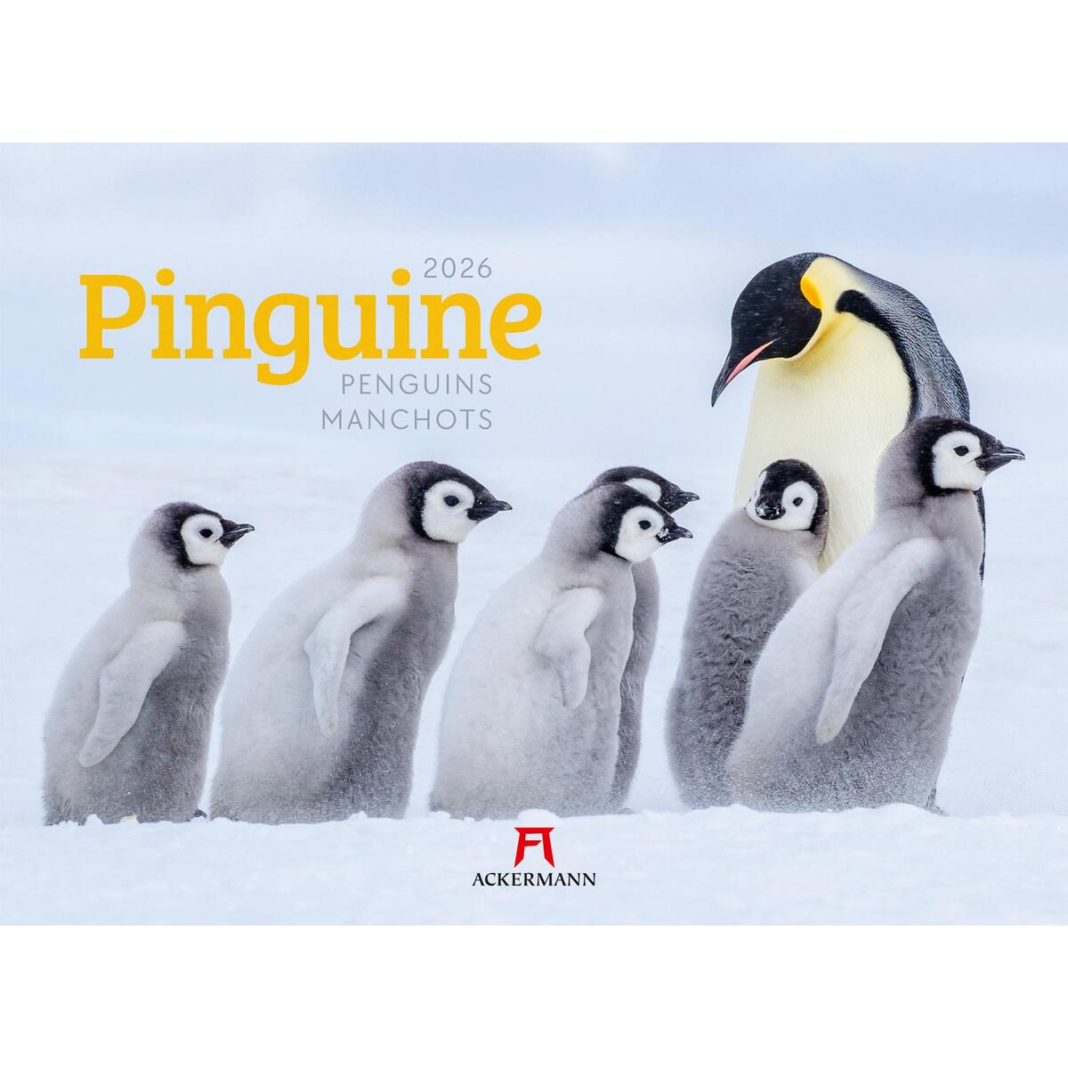 Pinguine Kalender 2026 Pinguine Kalender 2026 von Ackermann Kunstverlag