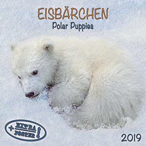 Polar Bears/Eisbärchen 2019: Kalender 2019 (Artwork Edition)