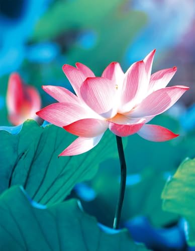 Pure Lotus: Blankbook (Blankbook (RB906))