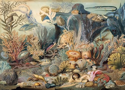 Peter Pauper Press Puzzle Ocean Life - Karton Jigsaw Puzzle - 1000 Stück - Fortgeschritten - 12+ Jahre